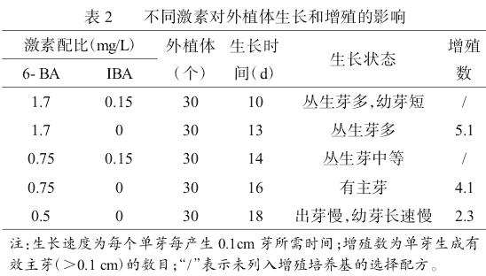 不同激素对外植体生长与增殖的影响