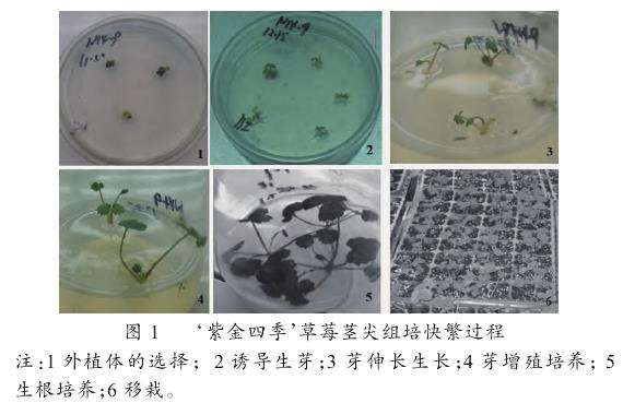 紫金四季草莓组怎么培快繁技术研究
