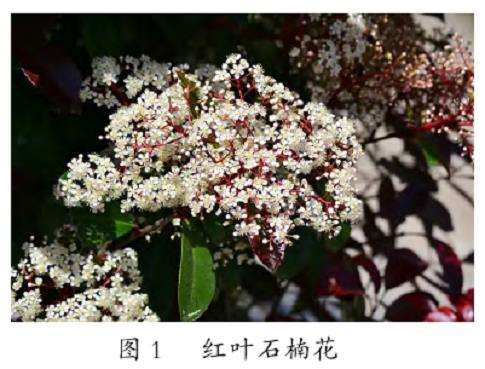红叶石楠在园林绿化中的3个应用