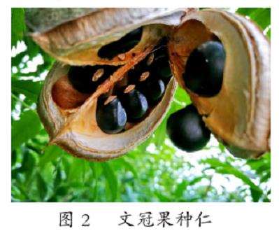 甘肃张掖地区文冠果繁育及栽培技术