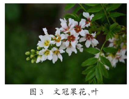 甘肃张掖地区文冠果繁育及栽培技术