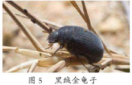 甘肃张掖地区文冠果繁育及栽培技术