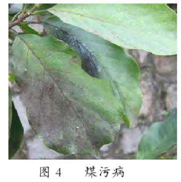 甘肃张掖地区文冠果繁育及栽培技术