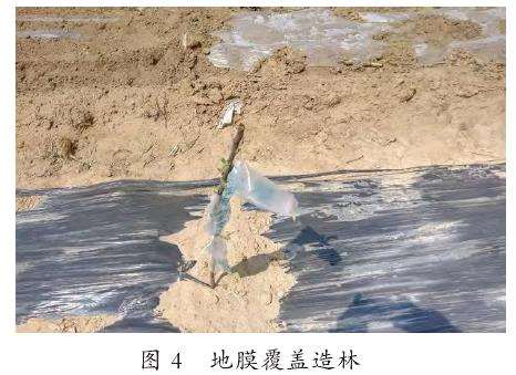干旱半干旱地区抗旱造林树种选择及技术