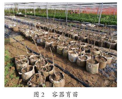 干旱半干旱地区抗旱造林树种选择及技术