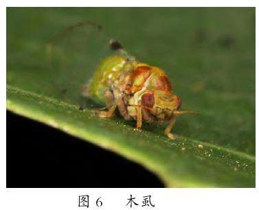 古浪县枸杞丰产栽培的5个技术