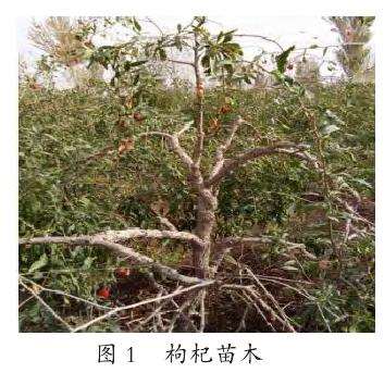 古浪县枸杞丰产栽培的5个技术