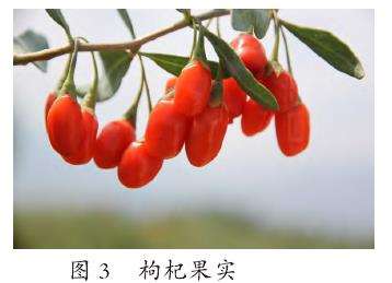 古浪县枸杞丰产栽培的5个技术