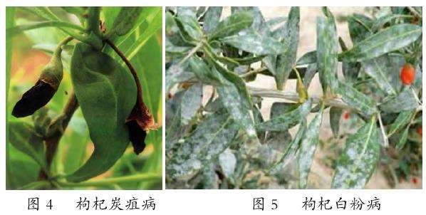 古浪县枸杞丰产栽培的5个技术