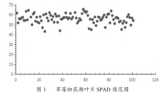 草莓叶片SPAD值测定