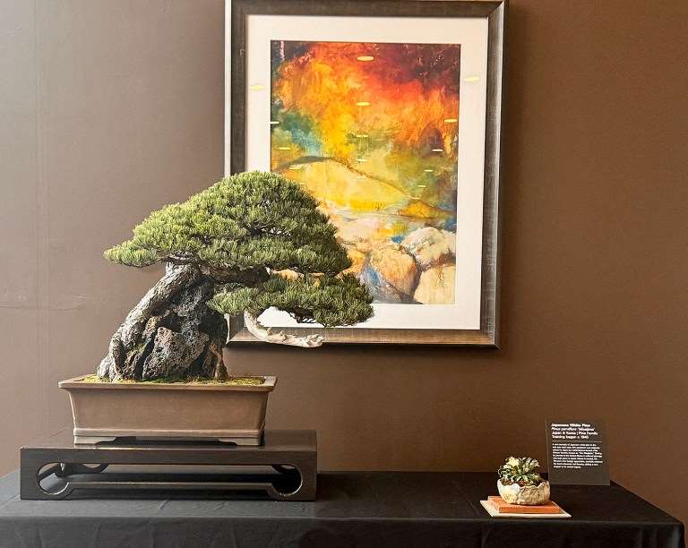 2024年春季 美国大西洋中部盆景协会展