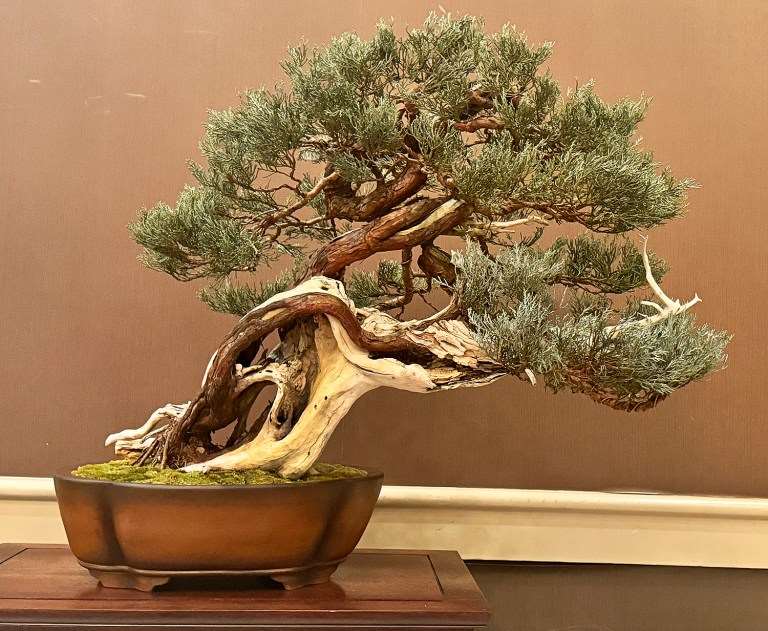 2024年春季 美国大西洋中部盆景协会展