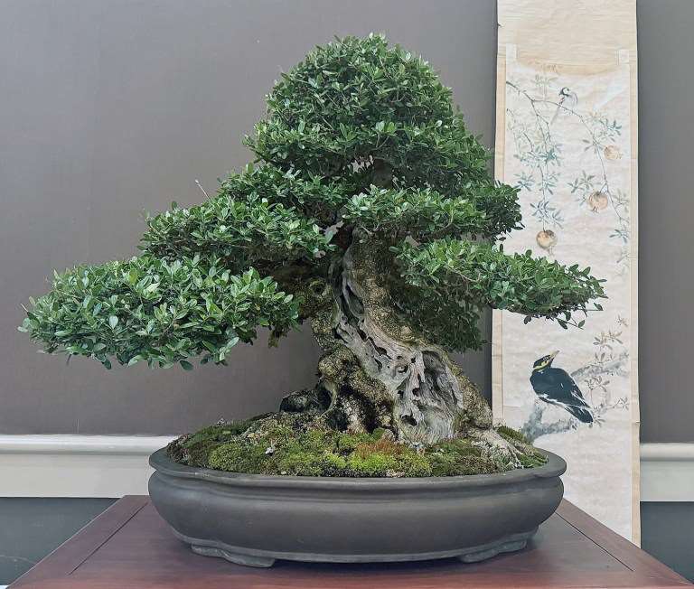 2024年春季 美国大西洋中部盆景协会展