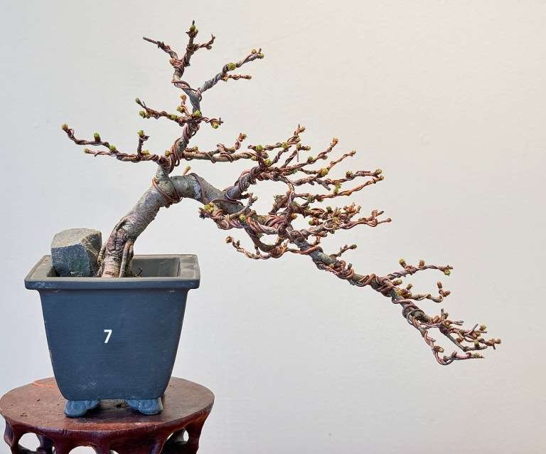 日本落叶松盆