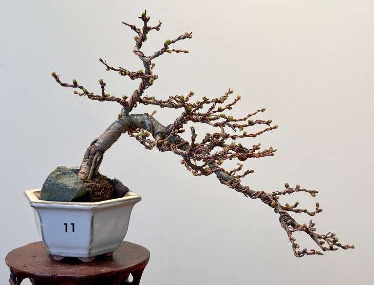 日本落叶松盆