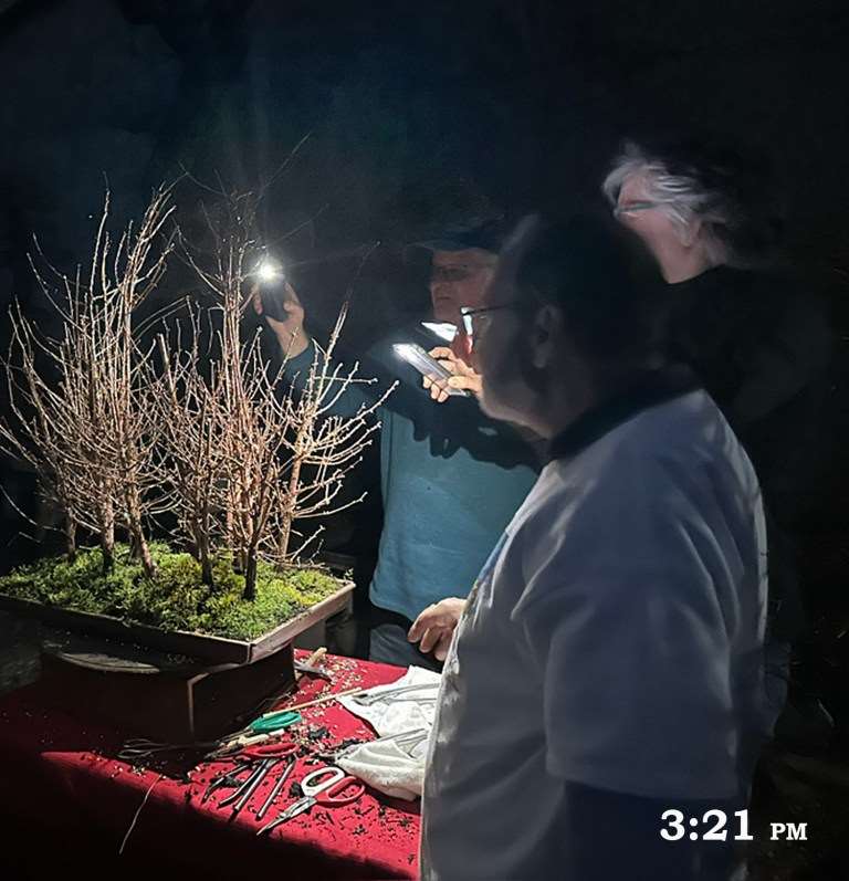 制作红木丛林盆景
