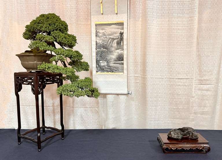 2024年纽约上州盆景协会 2月份的会议