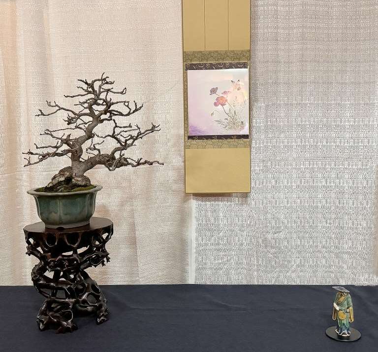 2024年纽约上州盆景协会 2月份的会议