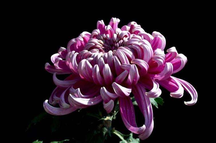 菊花怎么接穗的7个方法