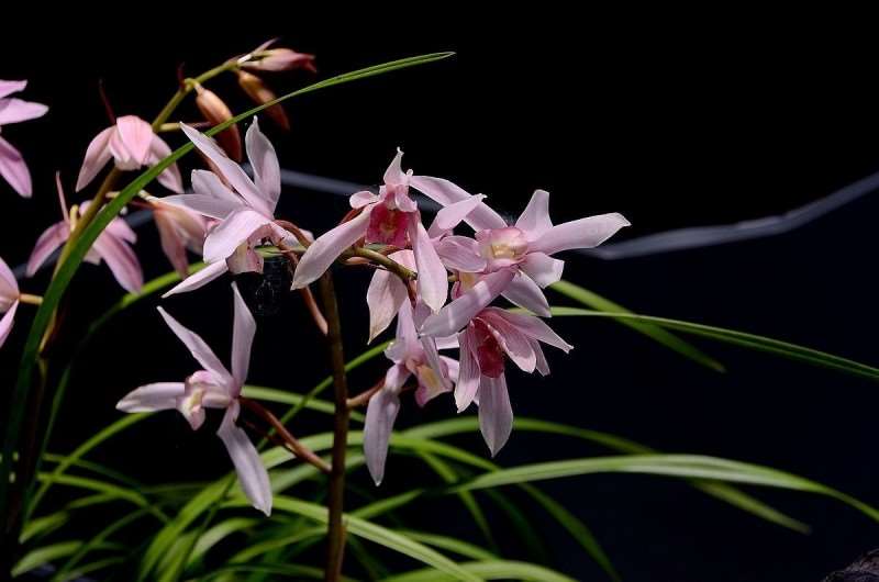 2023年大花蕙兰  产销基本保持平衡