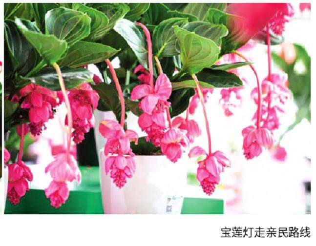 2023 宝莲灯 理性调整走亲民路线