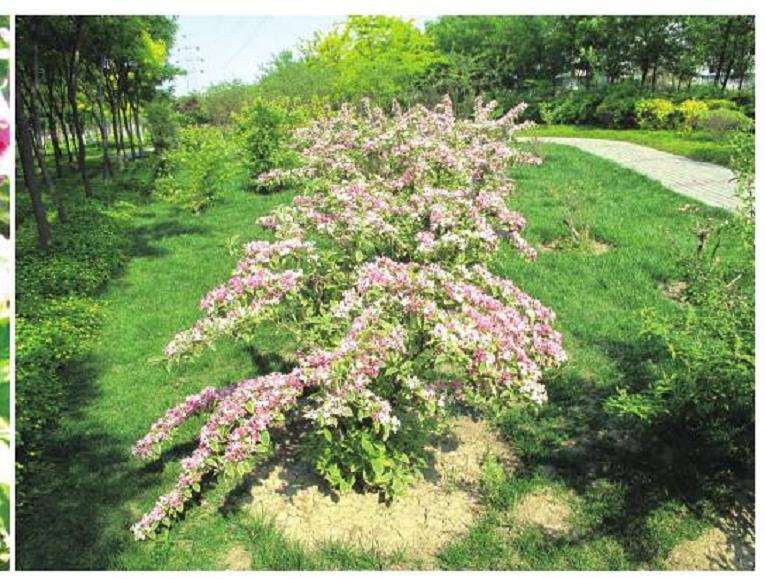 花叶锦带怎么栽培管理的5个方法