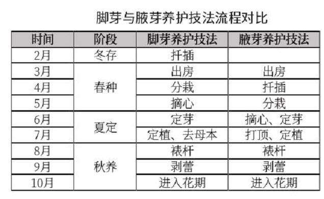 北海公园菊花种质资新品种怎么培育的方法