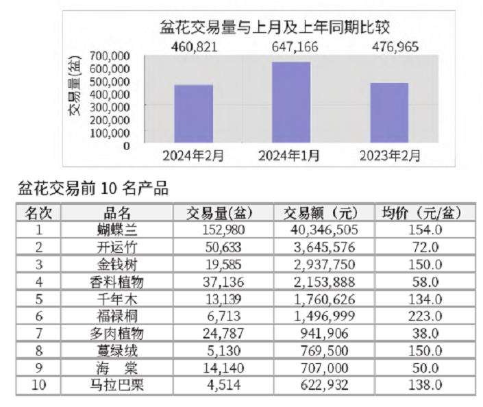 2024年2月台北花卉市场盆花 切花行情
