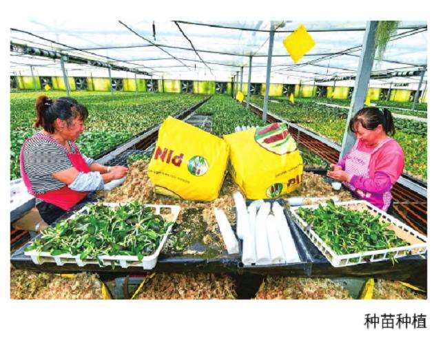 2023 青州花卉进出口贸易总额7.10亿美元