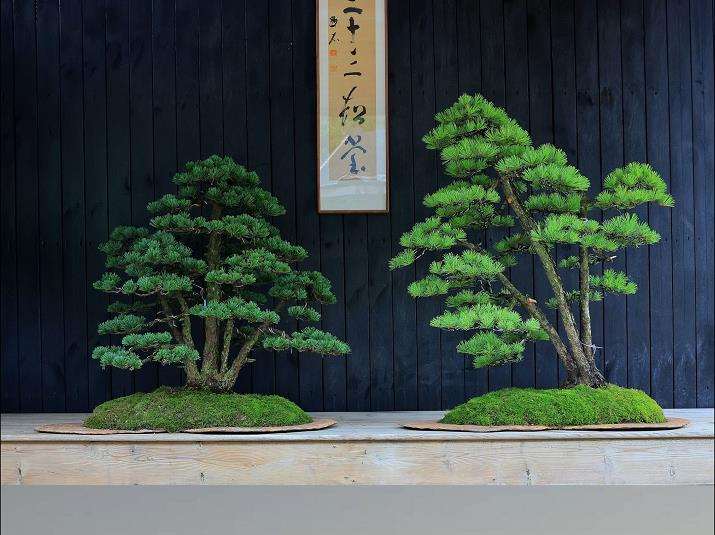 2023年邀请专家起草了《盆景术语》团体标准