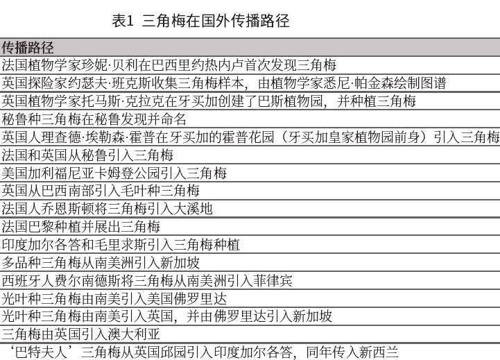 为什么三角梅被广泛应用于园林景观 庭院美化