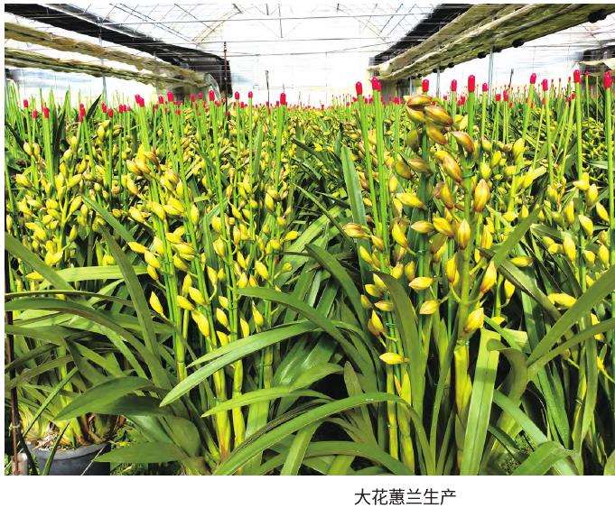 大花蕙兰生产管理怎么灌溉要的4个点