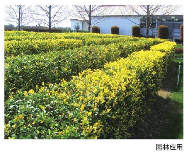 欧洲女贞商品苗怎么制作的方法