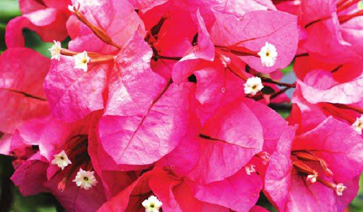 三角梅在我国已有100多年的栽培历史