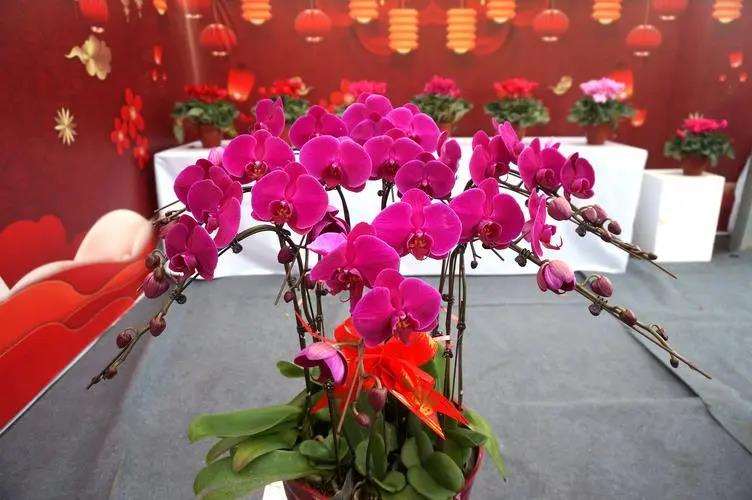 为什么中国人的年宵花是以鲜艳的红色为主