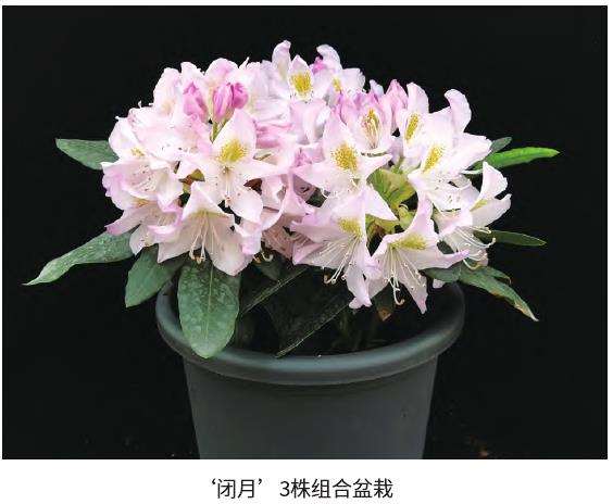 高山杜鹃作为高档名贵花卉 在国内声名鹊起