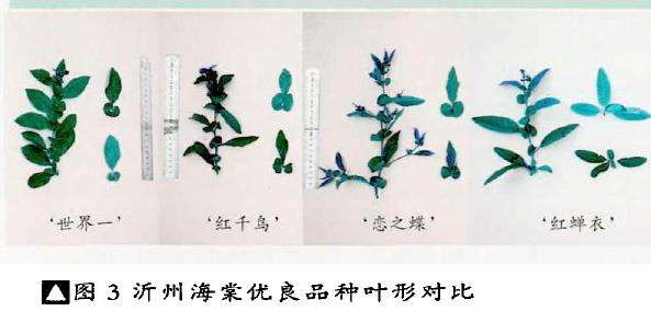 沂州海棠优良新品种花形对比图片