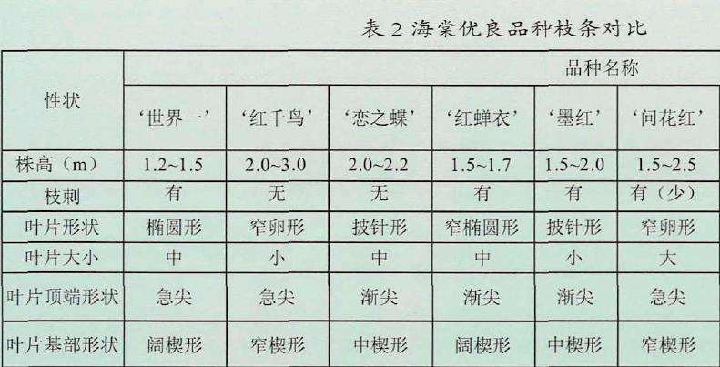 沂州海棠优良新品种花形对比图片