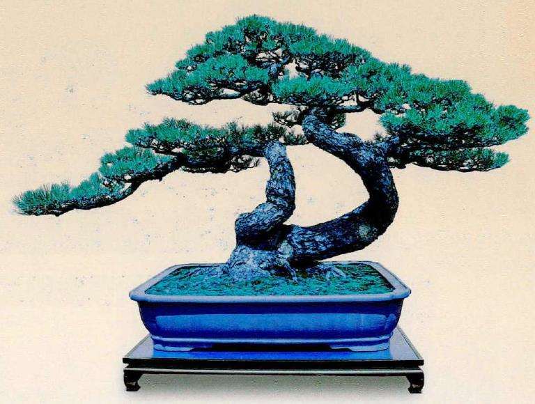 2024年广州大湾区盆景艺术文化节