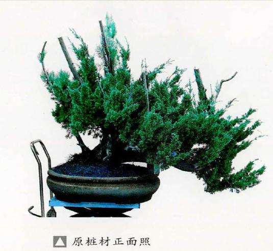 该桩材为古林盆景园内养护多年的真柏