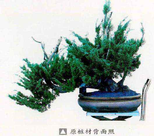 该桩材为古林盆景园内养护多年的真柏