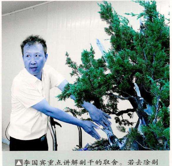 李国宾怎么真柏盆景创作的回顾