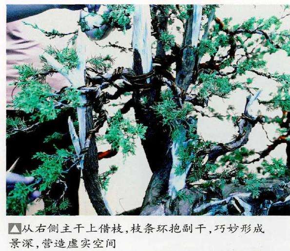 从右侧主干上借枝