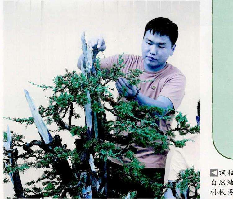 顶枝由于出枝点过低