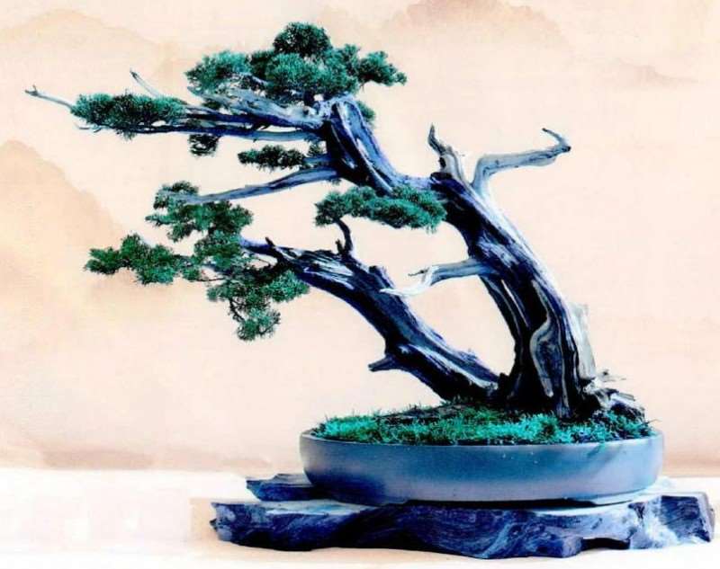 盆景创作需要跨出盆去