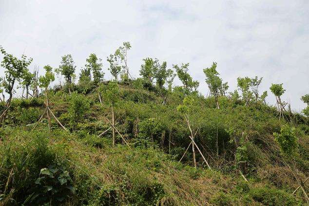 新时期森林抚育怎么经营的5个技术