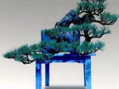 江根平制作黑松盆景的3个体会