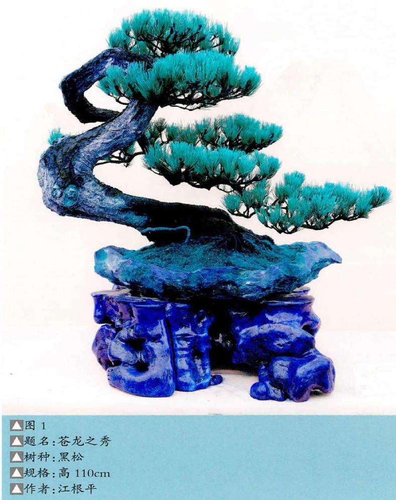江根平制作黑松盆景