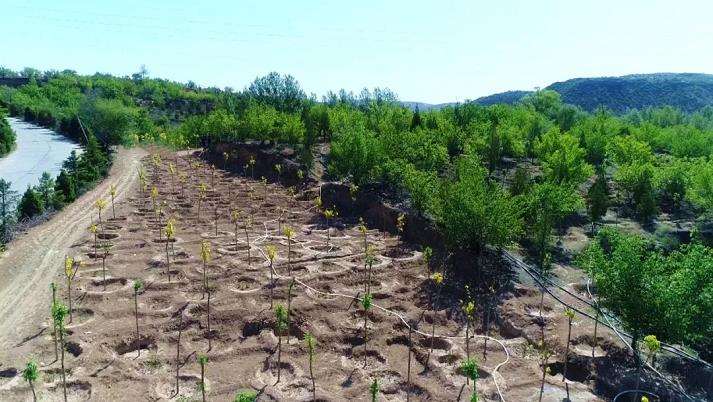 林业工程中针对抗旱造林技术问题的对策研究