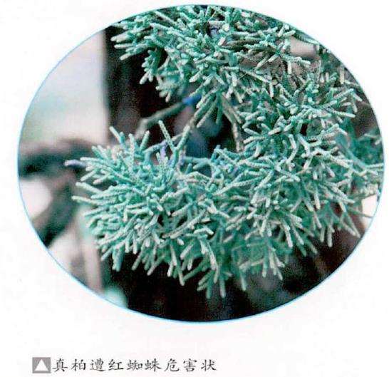 真柏盆景怎么病虫害防治德个方法